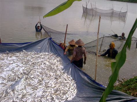 Udang Dan Ikan Bandeng Banyak Dibudidayakan Di Daerah